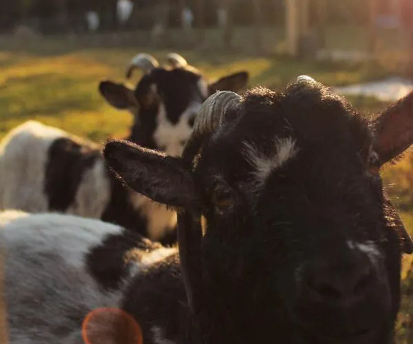 Senguinous 2 بيت للعطل *