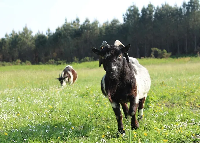 بيت للعطل Senguinous 2 *